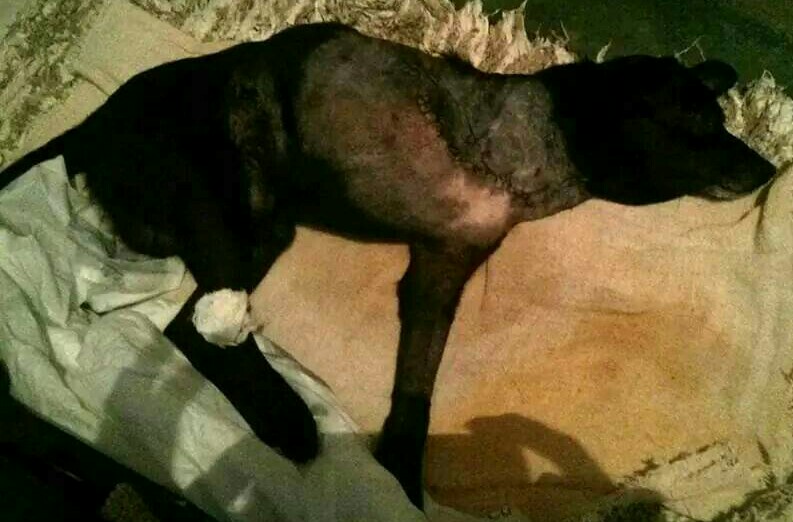 cachorro-com-pata-amputada-tres-patas