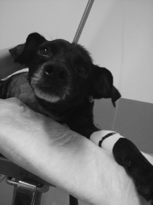 Cachorro-doente-no-hospital