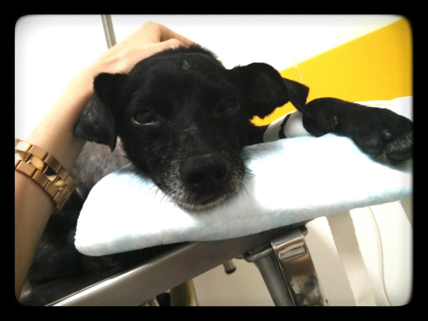 ultimos-momentos-cachorro-doente3